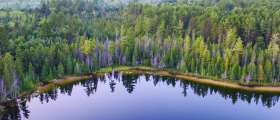 Pine trees on edge of lake at Hartwick Pines State Park